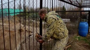 СПАСЕНИЕ  ЛЬВЕНКА !!! 23-летняя львица родила львенка в Саванне! Save the lion cub!