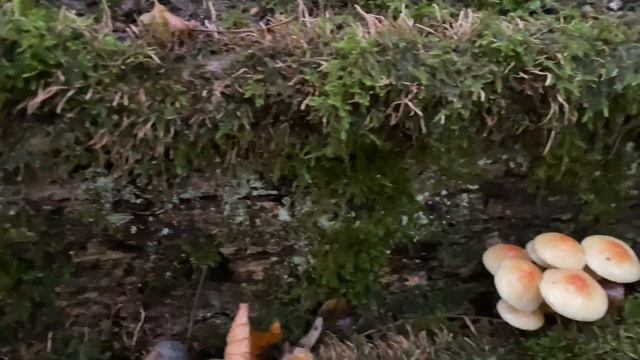 Hypholoma fasciculare (Ложноопёнок серно-жёлтый), September 20, 2020 смотреть онлайн