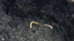 Милые садовые червячки пожрали все луковицы.