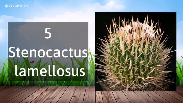 10 Tipos De Stenocactus смотреть онлайн
