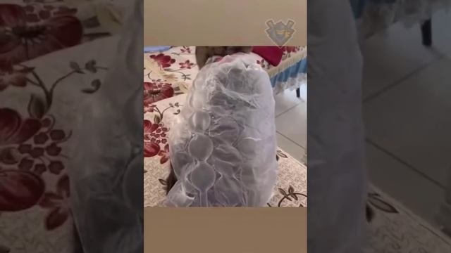 Смешные животные - Смешные кошки/собаки/птицы - Смешные видео с животными 27
