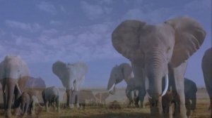 Лев против слона. Кто сильнее?