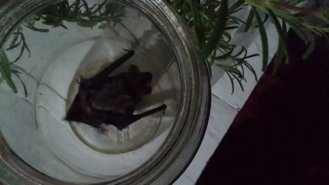 Летучая мышь(8) смотреть онлайн