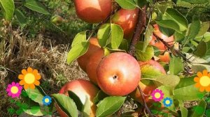 Яблоня сортовая Суперинтенсивное. Краткий обзор, описание характеристик malus domestica