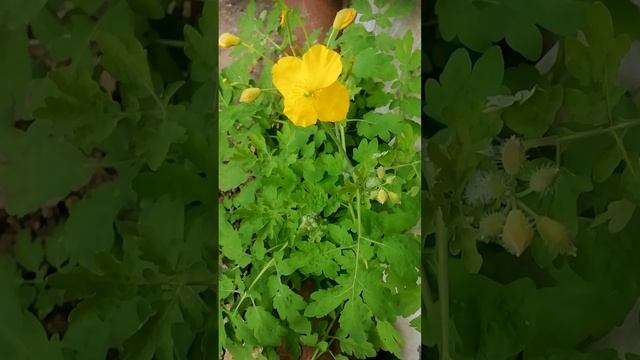 Чистотел большой. (Chelidonium majus)?