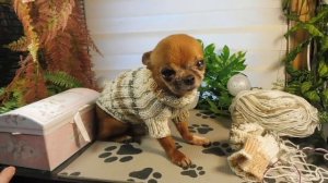 ПРОДАЮ свитер для ЧИХУАХУА / Костюм для собачки : шапка + свитер , размер S / Пряжа alize beby