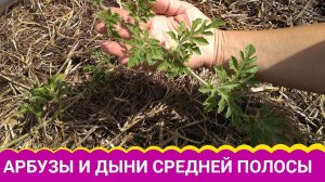 Экстремальные арбузы и дыни средней полосы.  Взрыв роста!