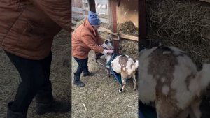 Фартук для козла !!!