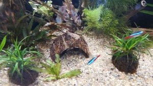 Боливийские бабочки. Нерест в общем аквариуме.