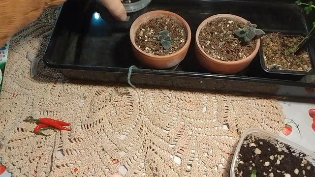 Чего посеяла и что взошло. Минисиннингии.