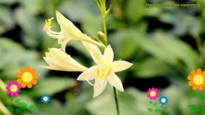 Хоста гибридная Миракл Лемони. Краткий обзор, описание характеристик hosta hybrida Miracle Lemony