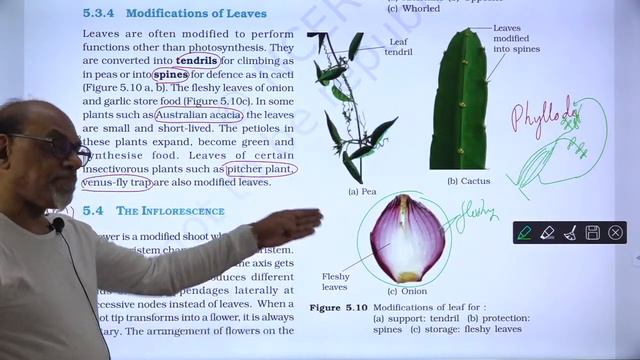 Rapid Revision Biology : Morphology of flowering plant (30-06-2020) Chaudhary Coaching classes смотреть онлайн