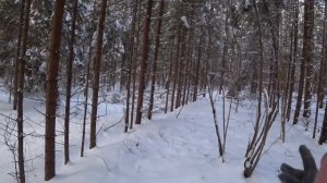 Охота с Русскими гончими на зайца 26 11 22
