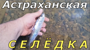 Рыбалка на Астраханскую СЕЛЁДКУ.