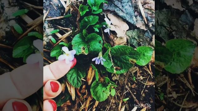 Фиалка весной 😍😍😍 смотреть онлайн