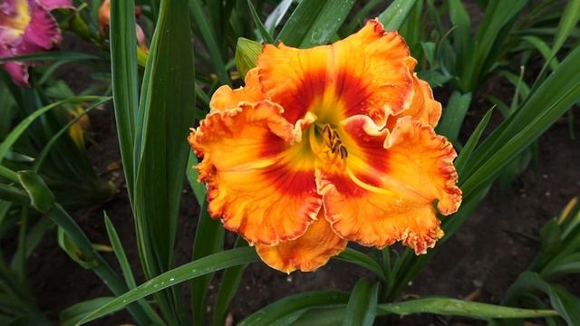 Лилейник LOVIN TENNESSI смотреть онлайн