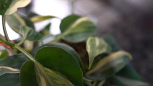 Distinguishing Your Plant: Philodendron Rio
