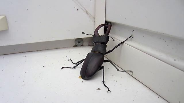 Lucanus cervus turcicus смотреть онлайн