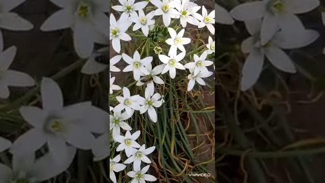 Эдельвейс.Звездочки.Орнитогалум птицемлечник.Садовые цветы.Луковичные многолетники.Белые цветы.Дача