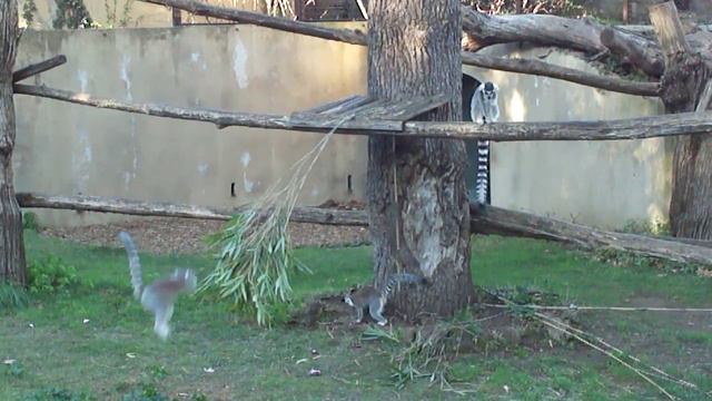 Римский Зоопарк Bioparco di Roma Экскурсия по Риму часть 3 смотреть онлайн