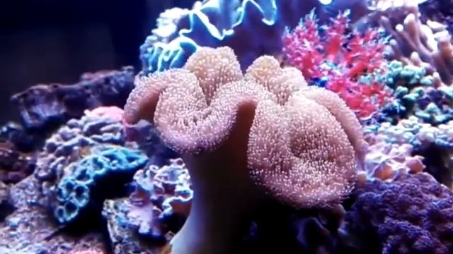 Удивительные аквариумные растения смотреть онлайн