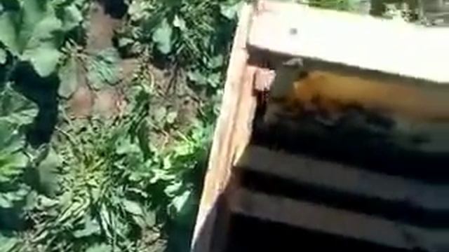 Ставлю трутневые соты смотреть онлайн