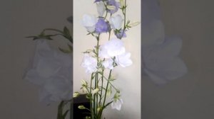 Многолетний #цветок колокольчик #околодома