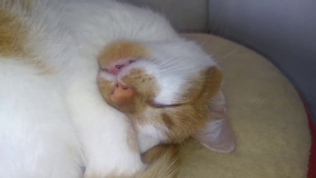 РЫЖЕЕ ЧУДО СОПИТ НА ПОДУШКЕ смотреть онлайн