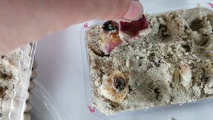 Как я размножила ОТ и ЛА гибриды лилий весной с купленой луковицы.