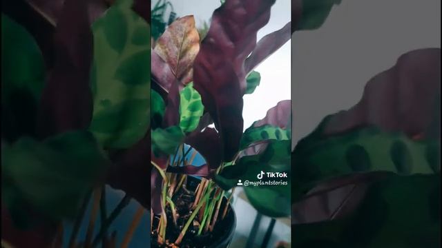 My Calathea Collections :Calathea Lancifolia/Calathea RattleSnake | urbanjungleuae | myplantstories