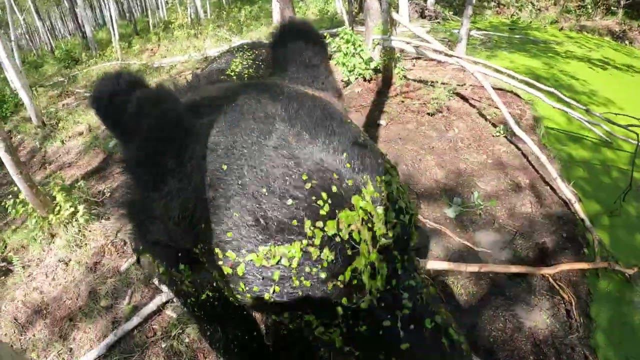 Модная медведица. смотреть онлайн