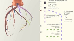 Анатомия коронарных артерий 3D