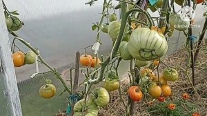 Сибирь. Обзор и дегустация Томатных гномов Кайтидид и Сладкая жар птица.