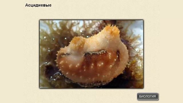 Подтип Личиночно-хордовые, или оболочники смотреть онлайн