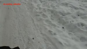 Что делать когда на тебя бежит Ротвейлер???!!!!)