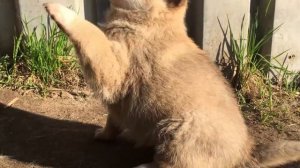 Щенок лайки, воспитание 2