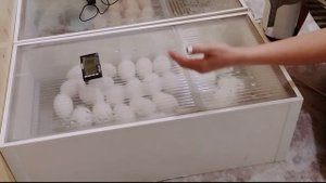 Бюджетный инкубатор Матрица РИО Чем он лучше пенопластового инкубатора