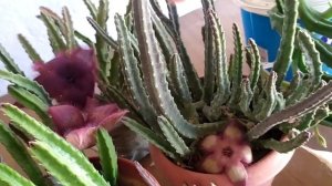 leş kaktüsü çiçekleri coşmuş durumda #stapelia #kaktüs 🌵🌺