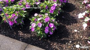 SOL LUNA™ SERIES | Impatiens hybrida
