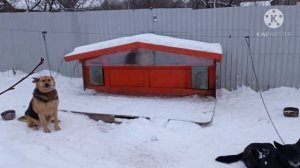 будка для двух собак своими руками