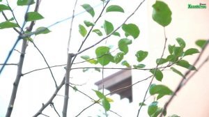 Как формировать и обрезать карликовую яблоню?