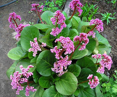 Чигирский чай (чай из бадана) - готовим сырье весной (у многих растет на даче)