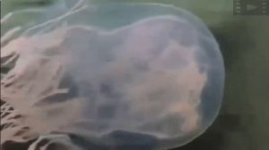 Знакомьтесь: Морская оса в водах океана - Дикая природа