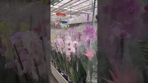 Садовый центр по улице Атарбекова, покупка цветов, Краснодар, обзор.