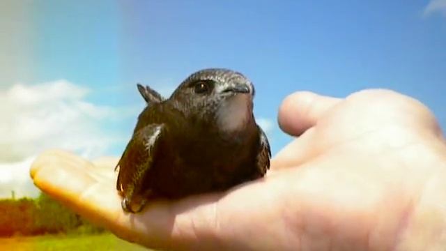 Ух! и полетели! Молодой стриж жил дома 2 недели.avi смотреть онлайн