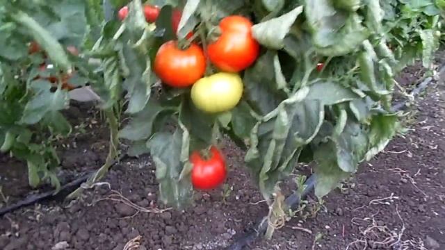 выращивание огурцов и томатов вместе ( в одной теплице )
