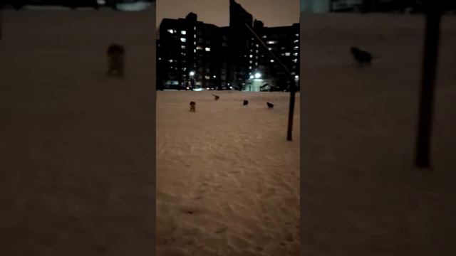 Басенджи Бруна с друзьями смотреть онлайн