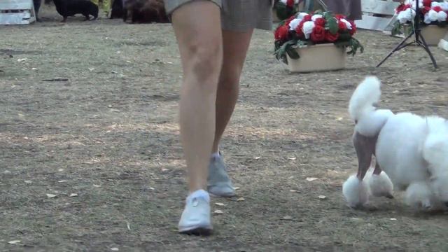 304 Моно пуделей 29.07.2023. Челябинск. Забавный колокольчик Аврора смотреть онлайн