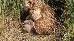 ФОТООХОТА. БОЛОТНАЯ СОВА с птенцами в гнезде / PHOTO HUNTING. SWAMP OWL with chicks in the nest