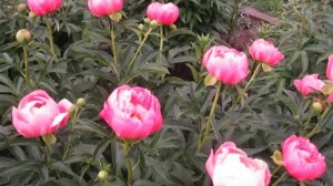 Пион Пинк Хавайян Коралл (Розовый Гавайский Коралл).